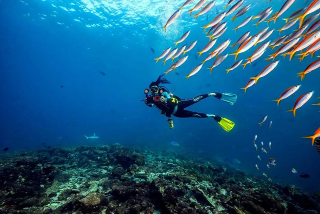 Sealife Duo Sea Dragon 6000 Color Boost Dalış Lambası